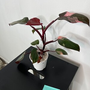 Pink Princess Philodendron