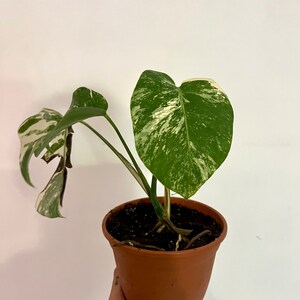 Monstera Albo Borsigiana