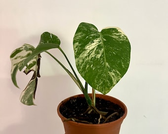 Monstera albo borsigiana