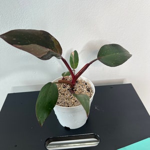 Pink Princess Philodendron