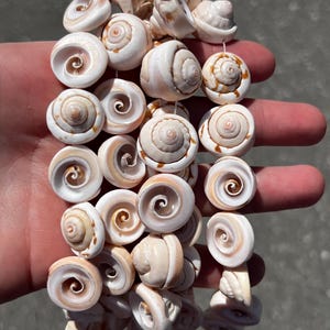 Peut inclure: Un chapelet de coquillages naturels en forme de spirale, de tailles et de nuances de blanc et de beige variables. Les coquillages sont enfilés, mettant en valeur leurs motifs et textures uniques. Idéal pour la création de bijoux ou la décoration côtière.