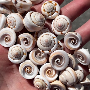 Natuurlijke spiraalvormige schelpkralen 18 mm - geboord aan de zijkant - volledige streng - 7,5&quot;