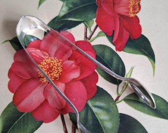 A pair of Edwardian sterling silver sugar tongs, fully hallmarked. Antique flatware and highly collectable. A set of sugar cube servers.