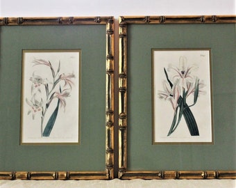 Framed Set of 2 Authentic Antique Botanical Lithograph Engraving 1803 Original Vintage Hand Colored Gladiolus Flowers Published by T Curtis