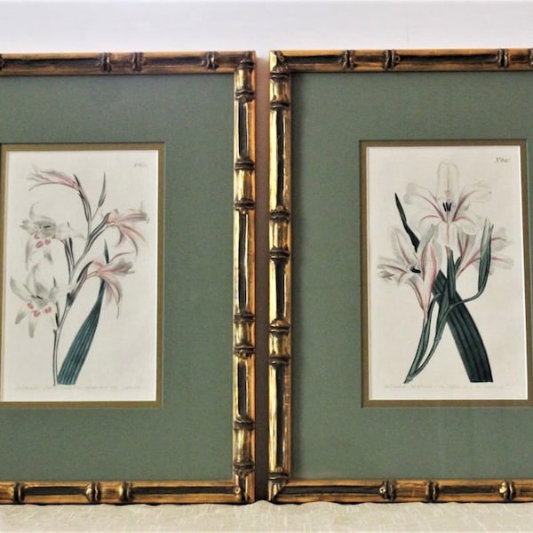 Framed Set of 2 Authentic Antique Botanical Lithograph Engraving 1803 Original Vintage Hand Colored Gladiolus Flowers Published by T Curtis