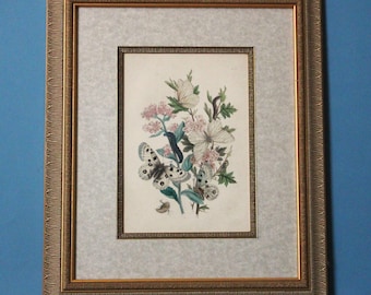 Antique Framed Botanical Lithograph: Hand-Colored Butterfly & Caterpillar Art, 1800s