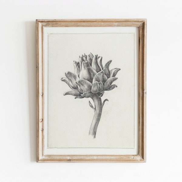 Artichoke Illustration | Vintage Botanical Vegetable Drawing | Black and White Pencil Sketch | DIGITAL DOWNLOAD | 134