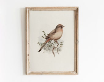 Californian Towhee Bird | Vintage Bird Watercolor Painting | Ornithology Art | Digital Download | 444