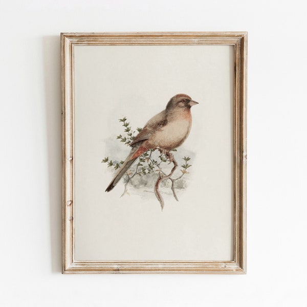 Californian Towhee Bird | Vintage Bird Watercolor Painting | Ornithology Art | Digital Download | 444