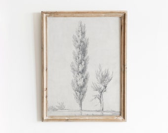 Willow + Poplar Tree Illustration | Vintage Black and White Tree Drawing | Nature Botanical Drawing Sketch | Printable Art | 73