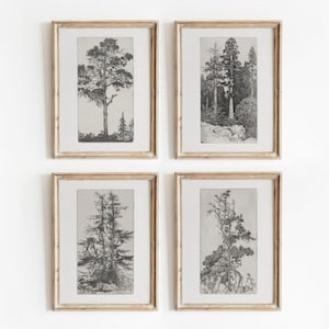 Baum Radierung 4er Set | Vintage Schwarz-Weiß-Skizze Kunst | Nature Gallery Wall Kunstwerk | Digitaler Download | 805