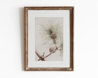 Matsu Pine | Vintage Winter Botanical Painting | Tree Artwork | Pine Cone Art | Digital Download | 411