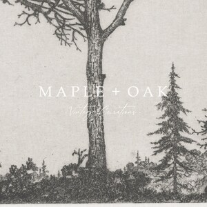 May include: Black and white illustration of a tall tree with branches reaching up and a smaller tree to the right. The text "MAPLE + OAK Vintage Creations." is printed below the trees.