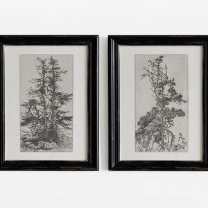 May include: Two black framed prints of detailed pencil drawings of trees. The prints are hung side-by-side on a white wall.
