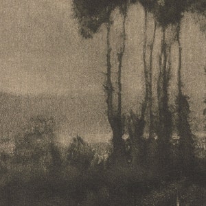 May include: A black and white photograph of a group of trees silhouetted against a hazy sky. The trees are tall and slender, with their branches reaching up towards the sky. The sky is a light grey colour, and the horizon is barely visible.