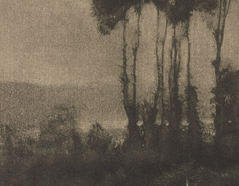 May include: A black and white photograph of a group of trees silhouetted against a hazy sky. The trees are tall and slender, with their branches reaching up towards the sky. The sky is a light grey colour, and the horizon is barely visible.