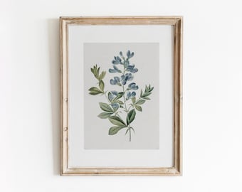 Blue Sweet Pea | Vintage Botanical Watercolor Painting | Neutral Simplistic Artwork | Digital Download | 471