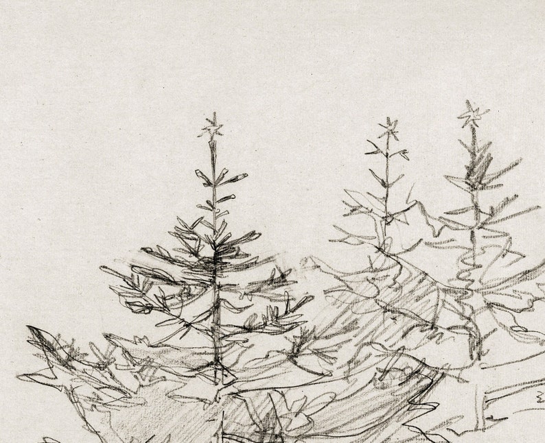 Christmas Tree Forest Vintage Black and White Sketch Nature Illustration Digital Download 459 image 5