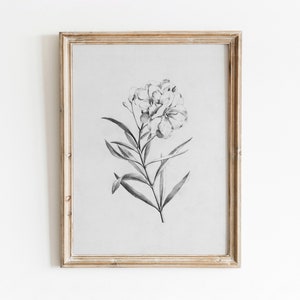Floral Sketch | Vintage Botanical Illustration | Black and White Pencil Art | Minimal Flower | Digital Download | 787