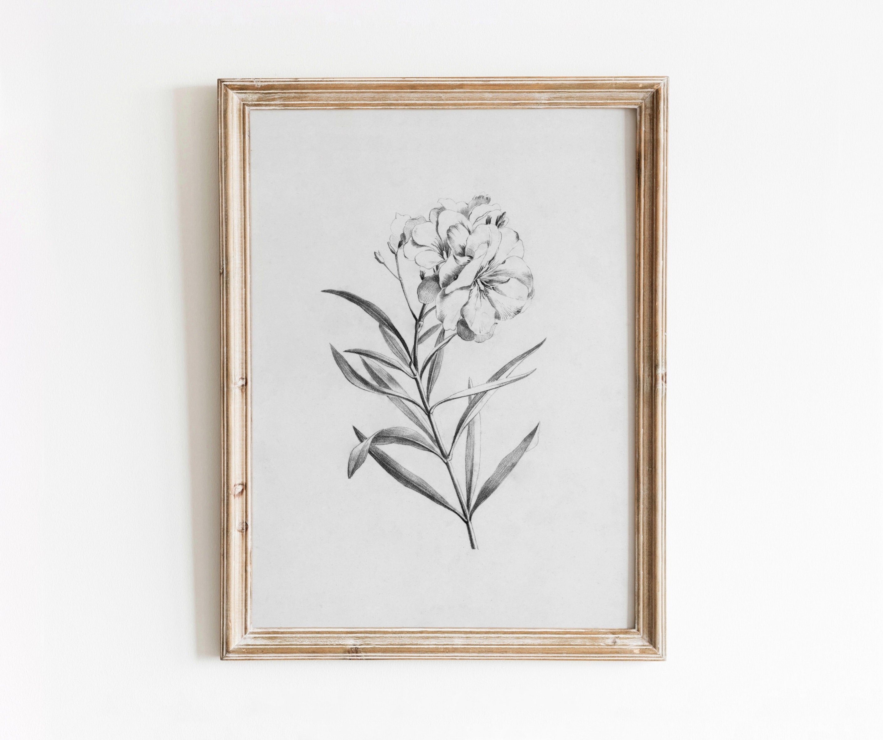 Floral Sketch | Vintage Botanical Illustration | Black and White Pencil Art | Minimal Flower | Digital Download | 787