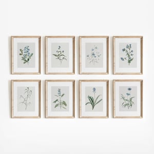 Blue Botanical Set of 8 | Vintage Floral Watercolors | Printable Flower Art | Blue Decor | Digital Download | 721