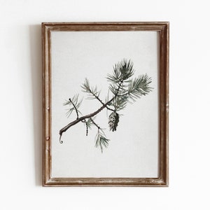 Pine Branch | Vintage Winter Botanical Painting | Nature Tree Still Life | Digital Download | 679