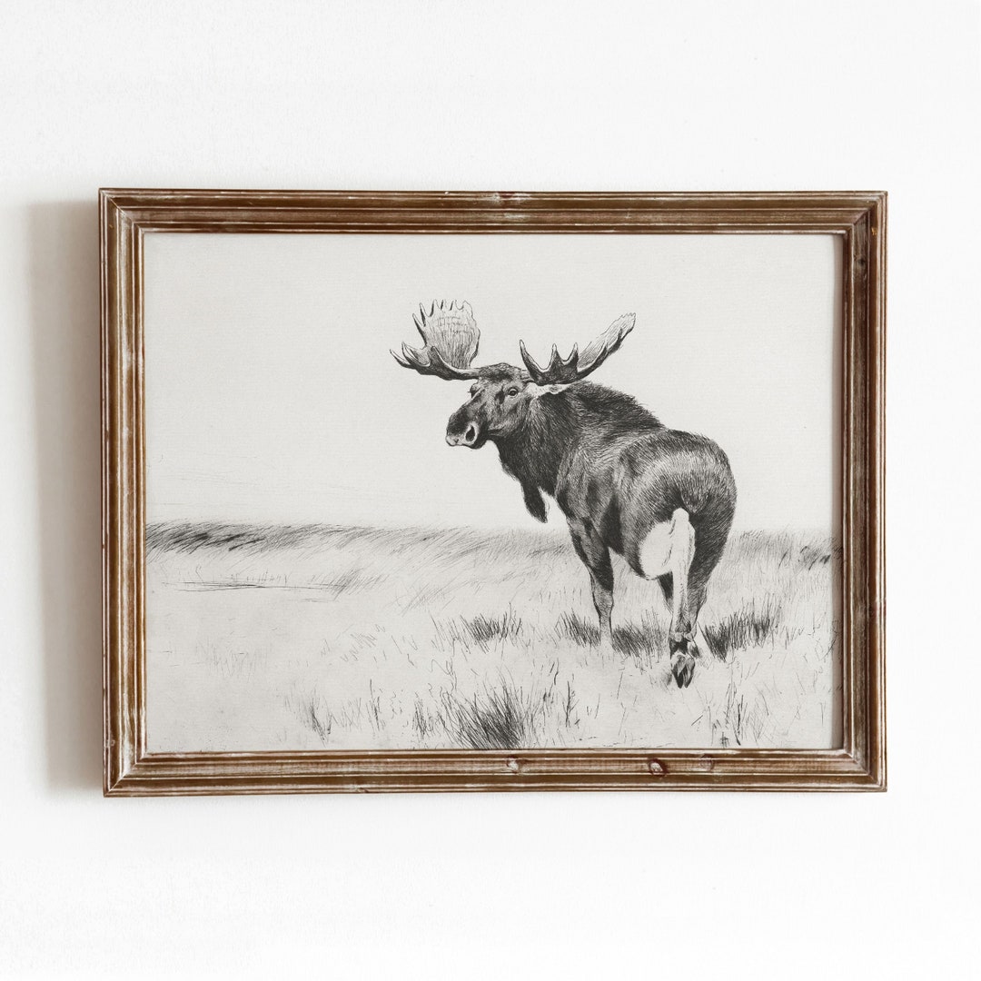 Moose in Field | Vintage Wildlife Sketch | Black and White Nature Art ...