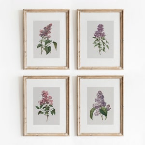 Lilac Set of 4 | Vintage Botanical Paintings | Gallery Wall Art | Floral Flower Watercolor | Digital Download | 733