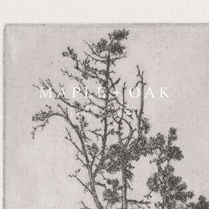 May include: Black and white line drawing of a pine tree with the text "MAPLE + OAK Vintage Goods" printed below the tree.