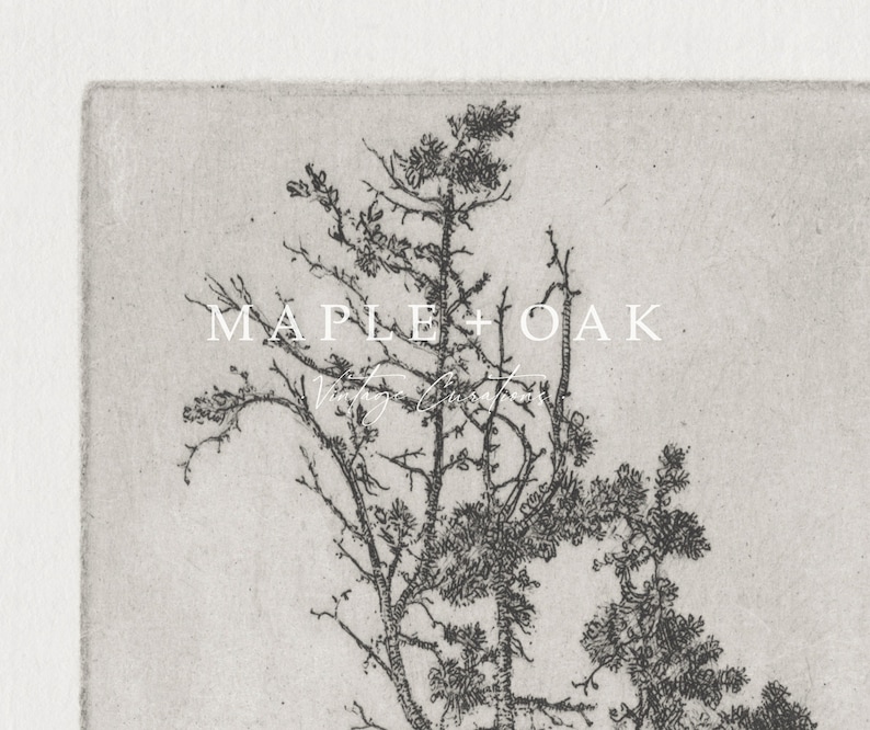 May include: Black and white line drawing of a pine tree with the text "MAPLE + OAK Vintage Goods" printed below the tree.