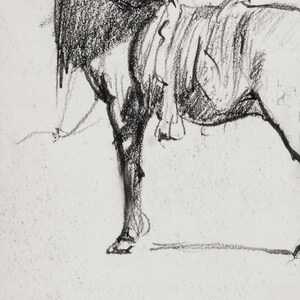 May include: A black and white pencil drawing of a horse's hind leg and saddle.