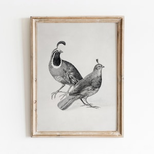 Gambel&#39;s Quail | Vintage Black and White Bird Art | Animal Illustration | Digital Download | 780