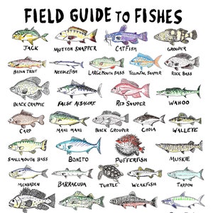 Fish Illustrated Print Fish Poster / Wildlife Wall Art / Gift for ...
