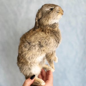 以下が含まれることがあります： 茶色とタン色の毛皮を持つ、直立した姿勢の剥製ウサギ。ウサギの耳はわずかに折りたたまれ、目は閉じられています。背景はソフトブルーで、手でウサギを持っています。