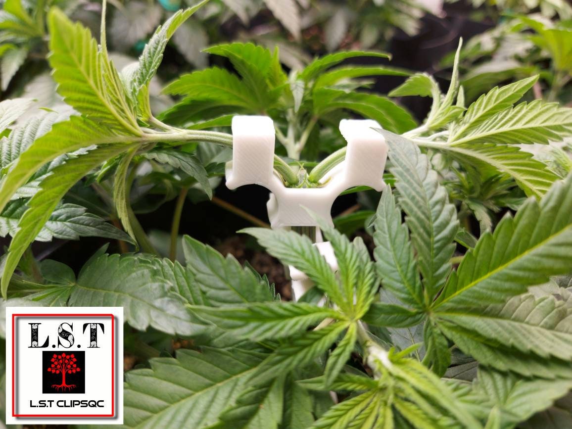 Grow Tent Gorilla 2 X 4 for sale Only 4 left at 60