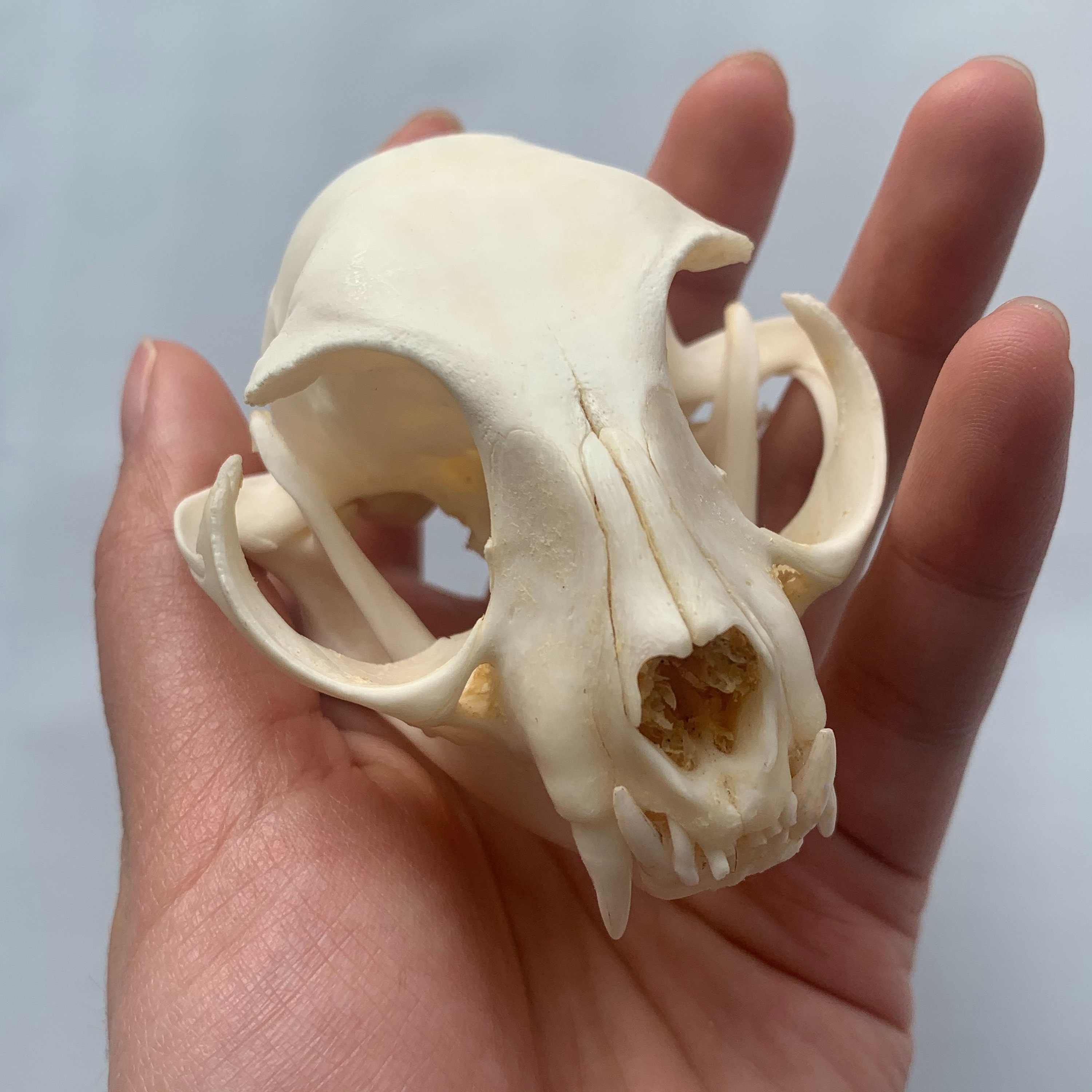 Weird Animal Skulls - Etsy Canada Weird Animal Skulls - Etsy Canada