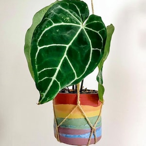 Prismapot regenboog betonnen plantenbak boho handgemaakt cactus vetplanten kamerplanten woondecoratie boho moderne cadeau verpakt afbeelding 2