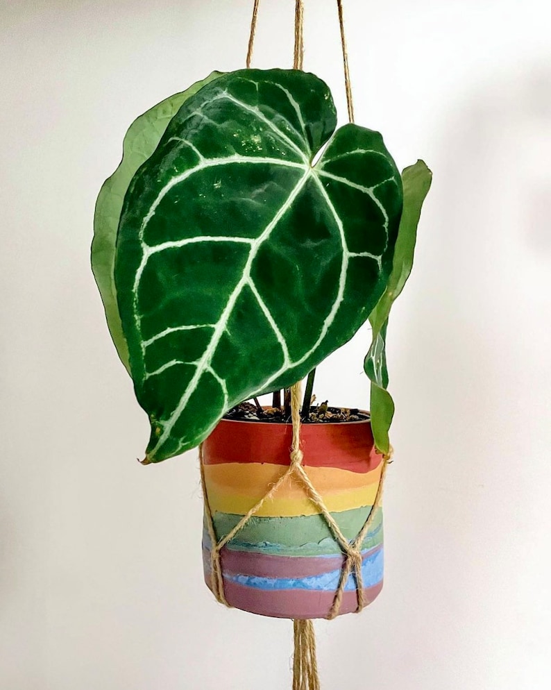 Prismapot regenboog betonnen plantenbak boho handgemaakt cactus vetplanten kamerplanten woondecoratie boho moderne cadeau verpakt afbeelding 2