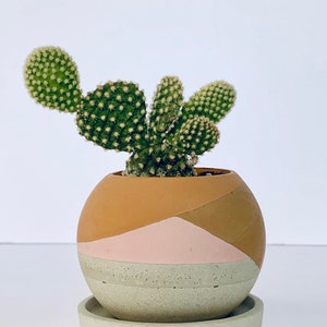 Beton Pflanzentopf Wüstentopf Beton Über pflanzer Kaktus | Etsy