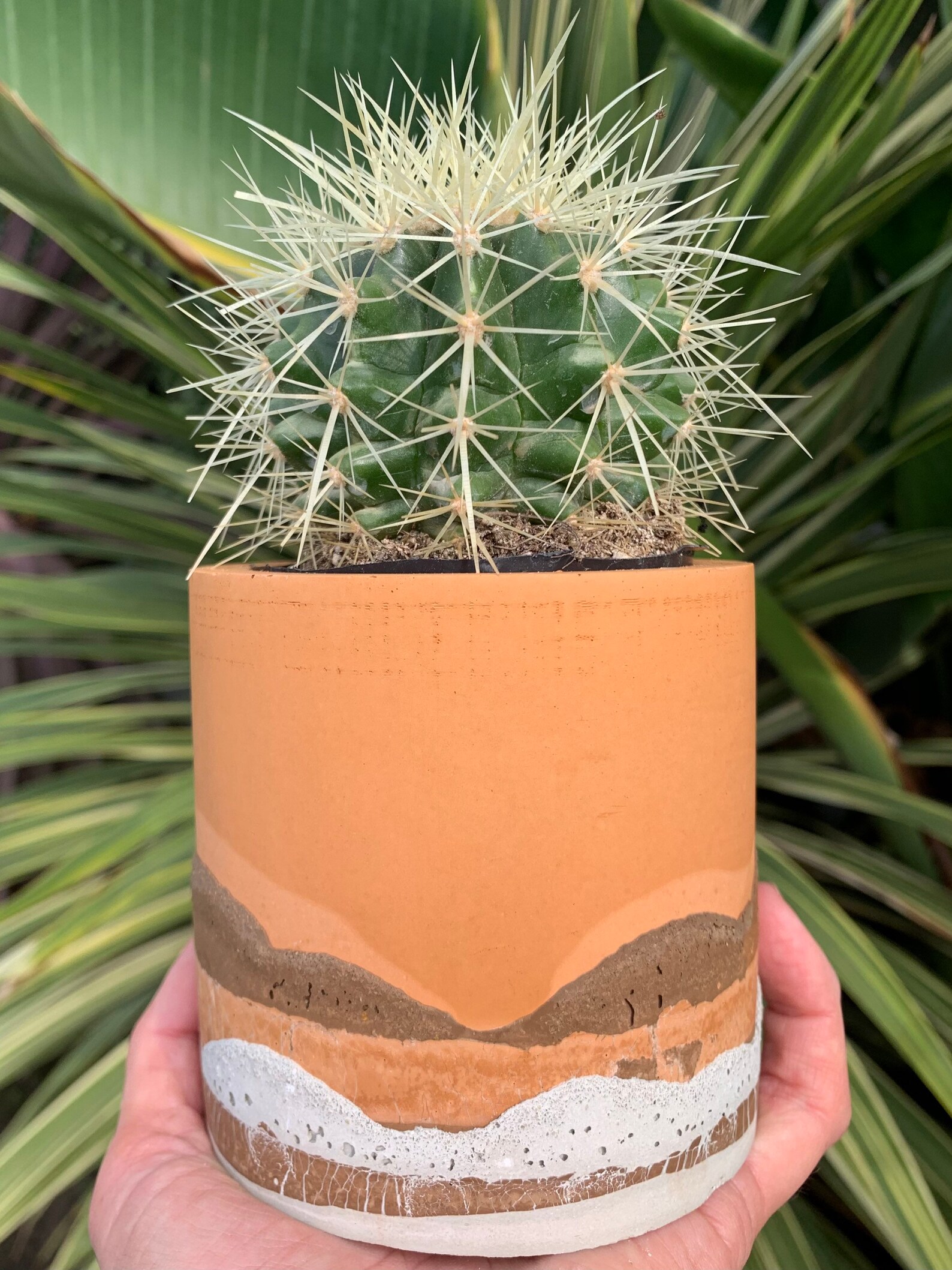 Concrete Plant Pot Desert Pot Concrete Planter House Etsy