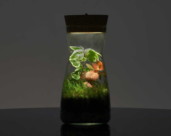 Terrarium Kit with Cork Lid 'Porto' | Mini Garden in a Glass | Enclosed Terrarium | Fittonia, Ivy, Carpet Moss | Ecosystem