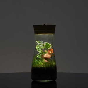 Terrarium Kit with Cork Lid 'Porto' | Mini Garden in a Glass | Enclosed Terrarium | Fittonia, Ivy, Carpet Moss | Ecosystem