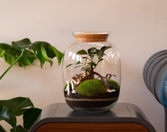 DIY Ficus Bonsai Terrarium Kit 'Kuala Lumpur' with 32 cm Glass Jar Vessel Garden in a bottle | Ecosystem | DIY Home Decor | Plant Lover Gift