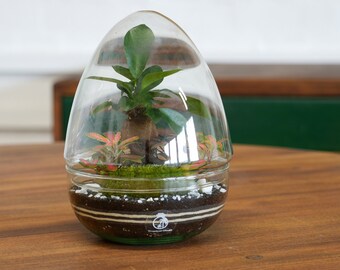 Bonsai Terrarium | Make your own Terrarium Kit with Bonsai Fittonia and Moss | Beginners Closed Terrarium Kit