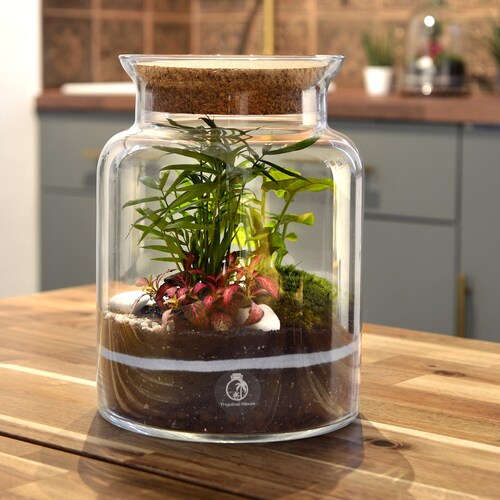 Terrarium Kit With Plants Etsy UK