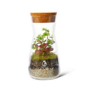 Terrarium Kit with Cork Lid 'Porto' Mini Garden in a Glass Enclosed Terrarium Fittonia, Ivy, Carpet Moss Ecosystem image 2