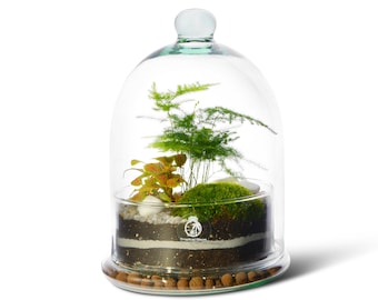 DIY Dome Closed Terrarium Kit 'Prague' | Beginners Closed Terrarium |  Plants and Glass Included | Plant Gift | Glass Jar Dome Bell |
