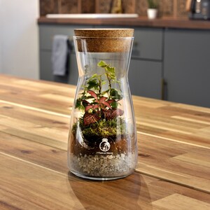 Terrarium Kit with Cork Lid 'Porto' Mini Garden in a Glass Enclosed Terrarium Fittonia, Ivy, Carpet Moss Ecosystem image 5