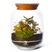 see more listings in the DIY Terrarium Kit section