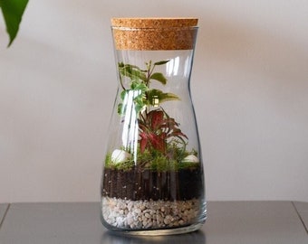 DIY Terrarium Kit with Jar and Plants 'Porto' | Small Bottle Terrarium Kit | Terrarium Starter Kit | Mossarium | Light Up Terrarium Kit